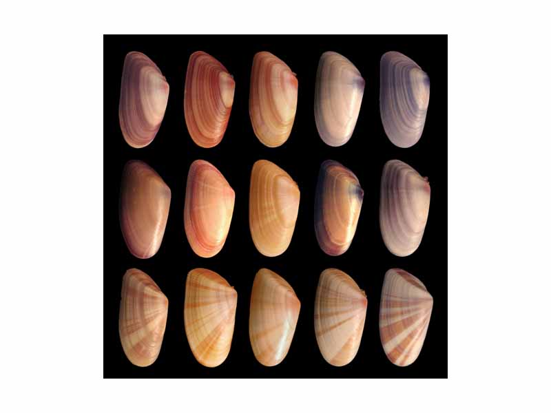 Individuals in the mollusk species Donax variabilis show diverse coloration and patterning in their phenotypes.