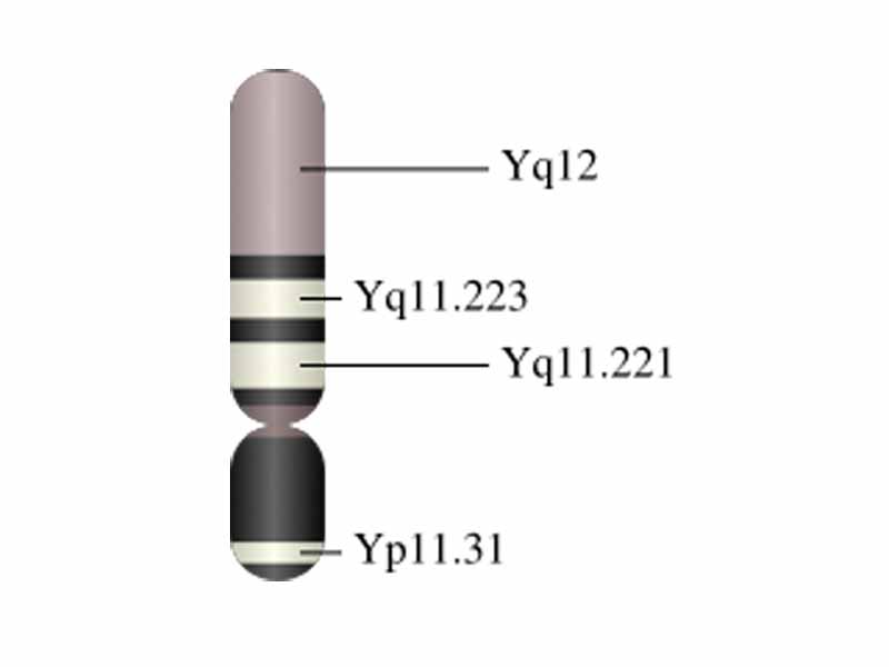 The Y chromosome