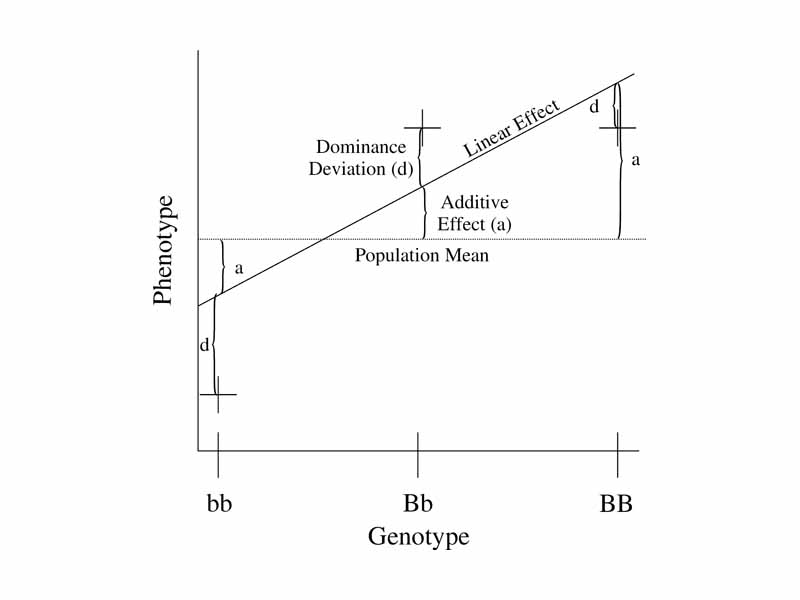 Illustration of relationship between additive effects and dominance deviations.