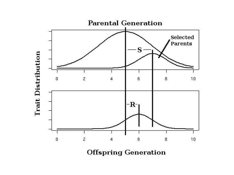 Strength of selection (S) and response to selection (R) in an artificial selection experiment.