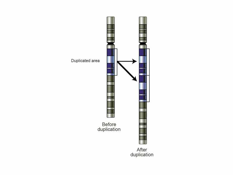 Schematic of a region of a chromosome before and after a duplication event