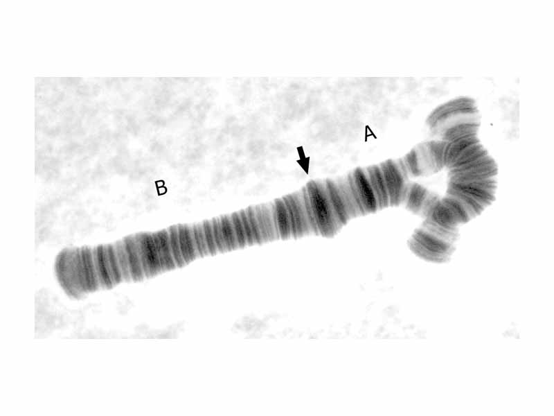 An inversion loop in the A arm of a chromosome from an Axarus species midge