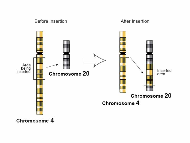 An illustration of an insertion at chromosome level