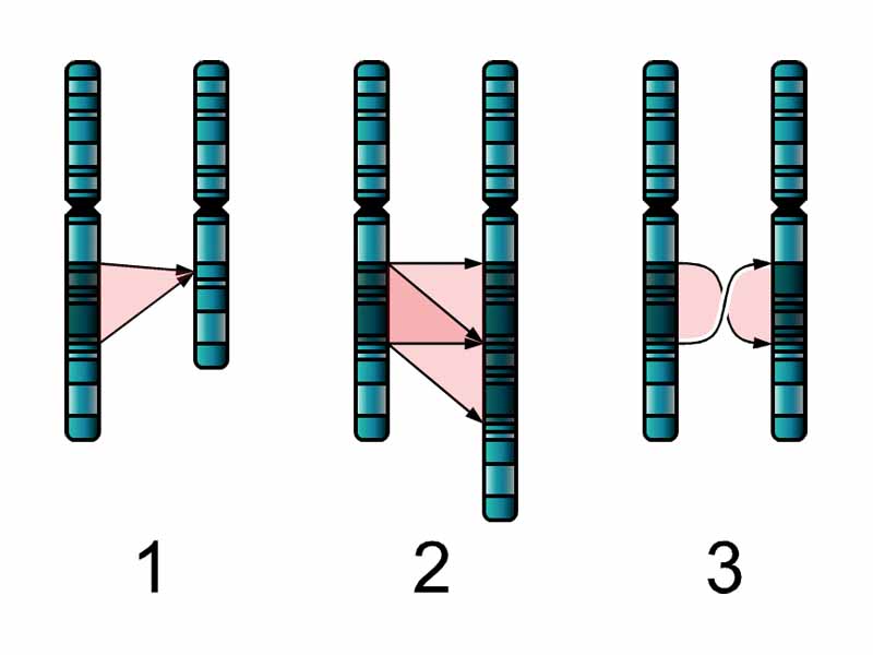 The three major single chromosome mutations; deletion (1), duplication (2) and inversion (3).