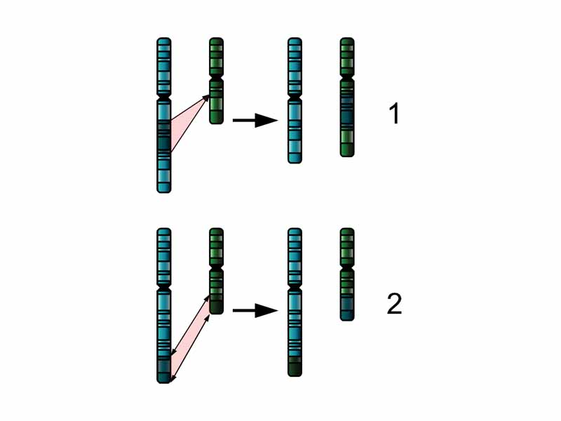 The two major two chromosome mutations; insertion (1) and translocation (2).