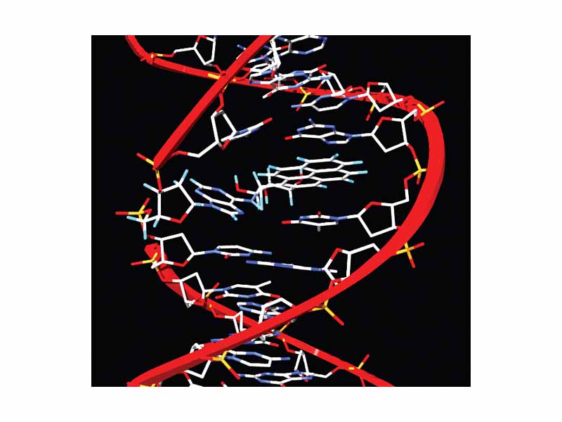 Benzopyrene, the major mutagen in tobacco smoke, in an adduct to DNA.