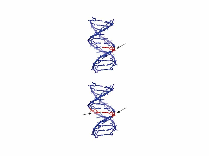 Single strand and double strand DNA damage