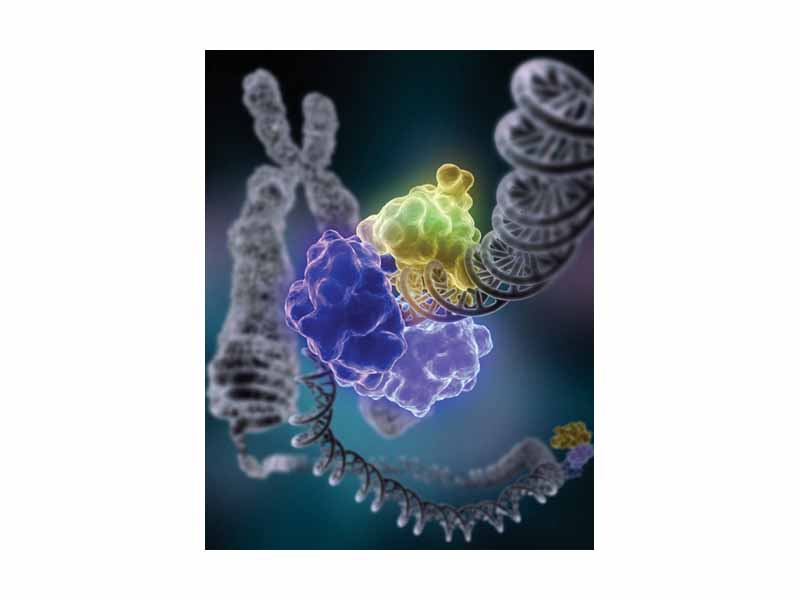 DNA ligase, shown above repairing chromosomal damage, is an enzyme that joins broken nucleotides together by catalyzing the formation of an internucleotide ester bond between the phosphate backbone and the deoxyribose nucleotides.
