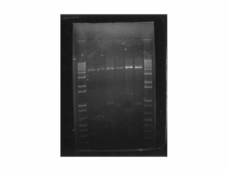 Digital printout of an agarose gel electrophoresis of cat-insert plasmid DNA