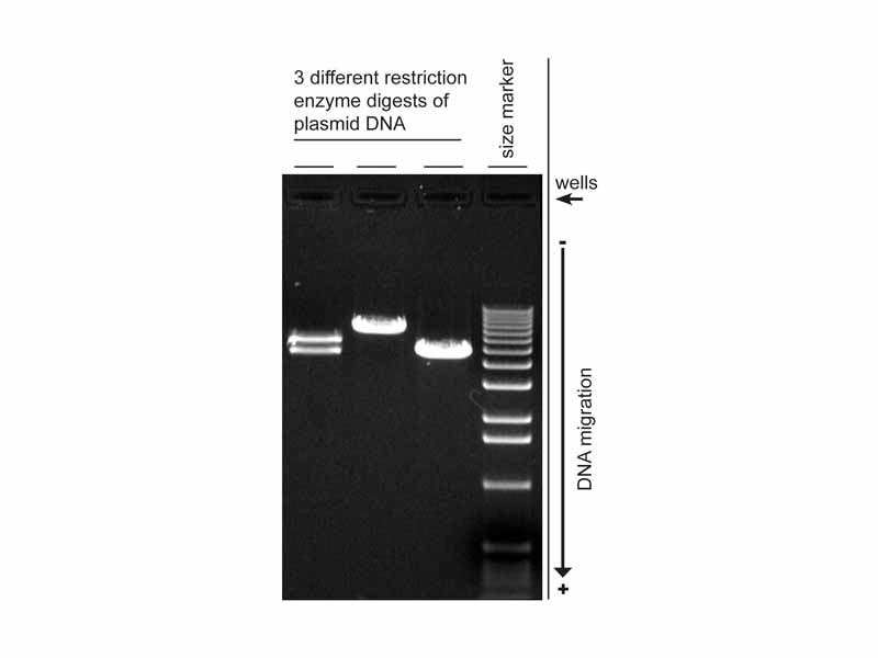 Digital image of 3 plasmid restriction digests run on a 1% w/v agarose gel, 3 Volts/cm, stained with ethidium bromide. The DNA size marker is a commercial 1kB ladder. The position of the wells and direction of DNA migration is noted.