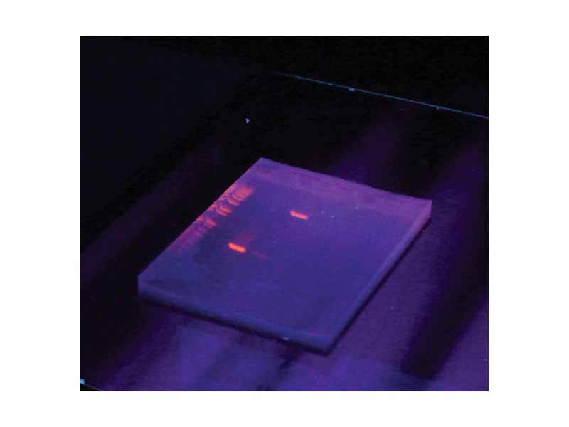 The gel with UV illumination, the ethidium bromide stained DNA glows pink