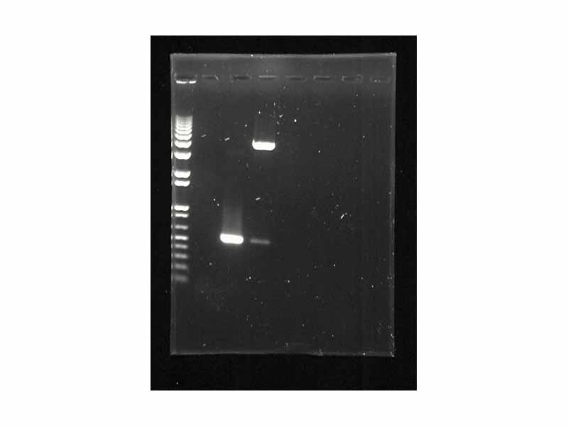 Agarose gel - Lane 1. Commercial DNA Markers (1kbplus), Lane 2. empty, Lane 3. a PCR product of just over 500 bases, Lane 4. Restriction digest showing the a similar fragment cut from a 4.5 kb plasmid vector