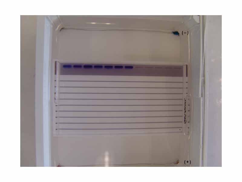 Agarose gel with samples loaded in the slots, before the electrophoresis process