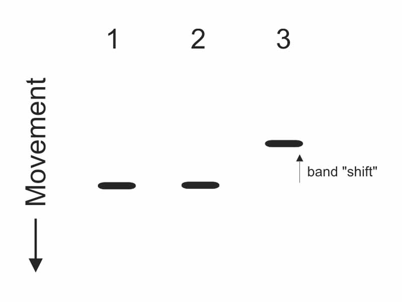 Gel Shift Assay: Lane 1 is a negative control, and contains only DNA. Lane 2 contains protein as well as a DNA fragment that, based on its sequence, does not interact. Lane 3 contains protein and a DNA fragment that does react; the resulting complex is larger, heavier, and slower-moving. The pattern shown in lane 3 is the one that would result if all the DNA were bound and no dissociation of complex occurred during electrophoresis. When these conditions are not met a second band might be seen in lane 3 reflecting the presence of free DNA or the dissociation of the DNA-protein complex.