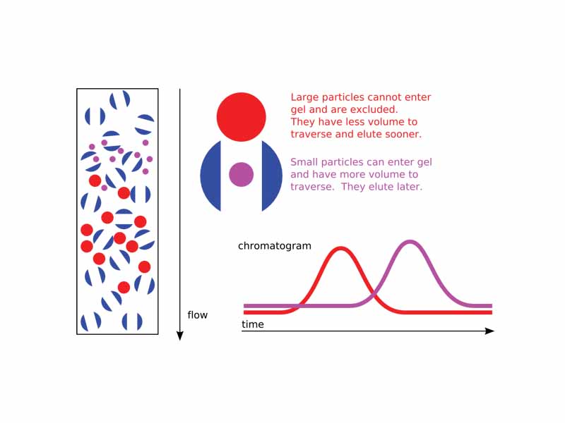 Illustration of the theory behind size exclusion chromatography