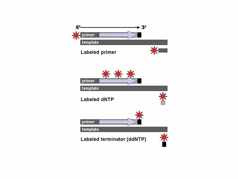 DNA fragments can be labeled by using a radioactive or fluorescent tag on the primer (1), in the new DNA strand with a labeled dNTP, or with a labeled ddNTP. 