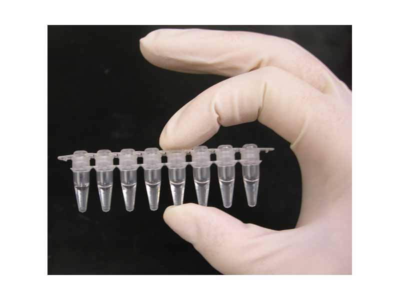 A strip of eight PCR tubes, each tube contains a 100?l reaction.