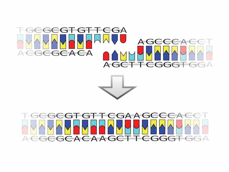 DNA ligation with a TCGA (Taq I) sticky end. The sequence here is taken from human hemoglobin alpha subunit gene.