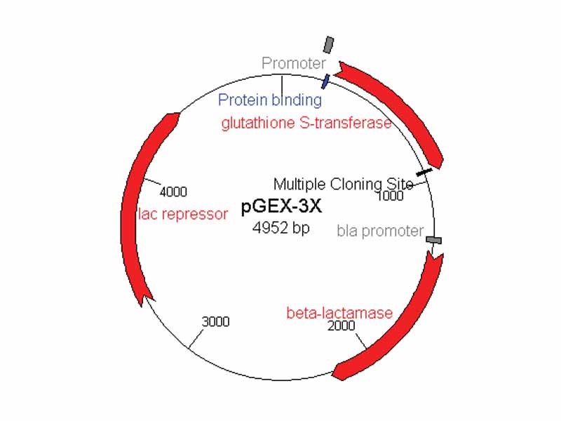 The pGEX-3x plasmid is a popular cloning vector.
