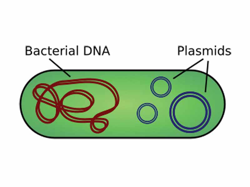 Illustration of a bacterium with plasmids enclosed showing chromosomal DNA and plasmids.