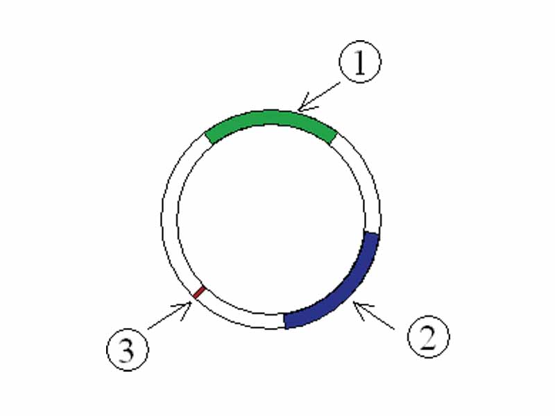 Illustration of a plasmid with antibiotic resistances. 1 & 2 Genes that code for resistance. 3 Ori.