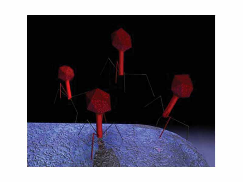 A 3D rendering of a T4 type bacteriophage landing on a bacterium to inject genetic material