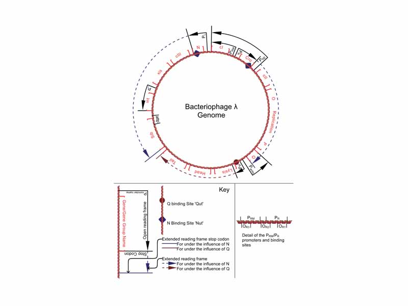 Schematic representation of the genome of the bacteriophage lambda.