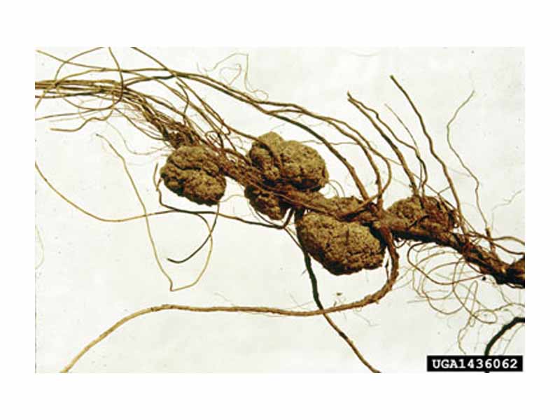 The large growths on these roots are galls induced by Agrobacterium sp.