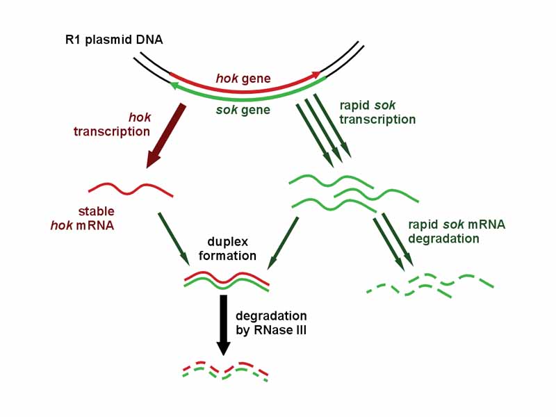 The mechanism of the hok/sok system in the presence of the R1 plasmid DNA