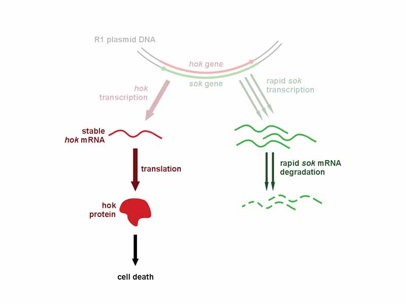 The mechanism of the hok/sok system after the R1 plasmid is gone from the cell