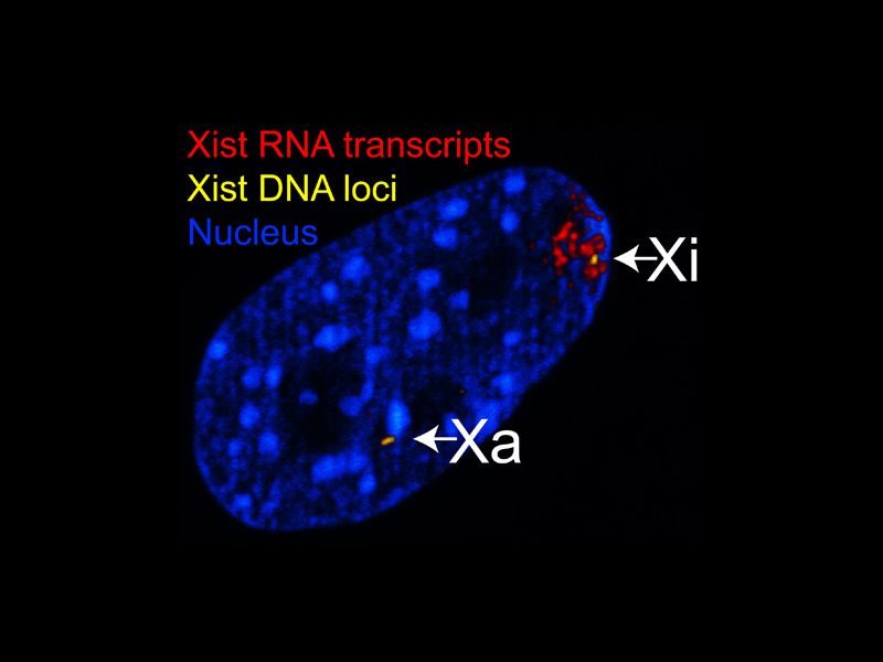Female-biased expression of long non-coding RNAs in domains that escape X-inactivation
