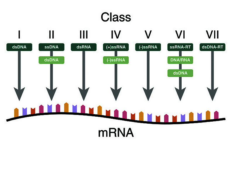 The Baltimore Classification of viruses is based on the method of viral mRNA synthesis.