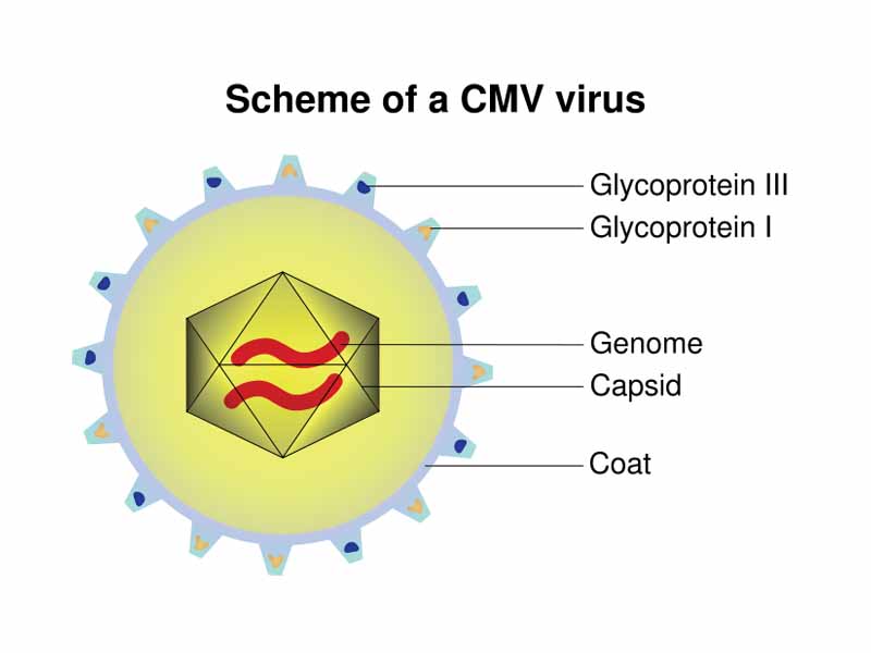 Schematic of a Cytomegalovirus