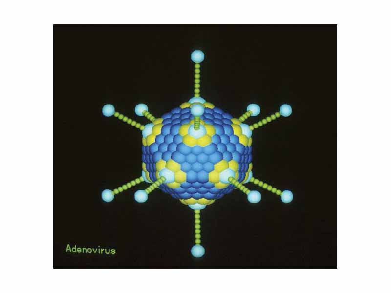 Icosahedral capsid of an Adenovirus