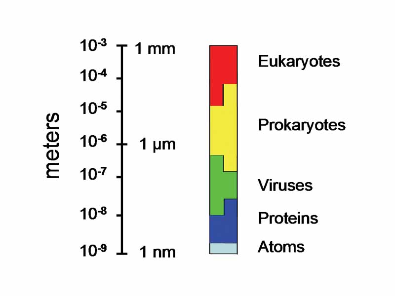 The sizes of prokaryotes relative to other organisms and biomolecules.