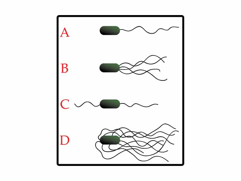 Examples of bacterial flagaella arrangment schemes. A-Monotrichous; ex. Pseudomonas Fluorsecens B-Lophotrichous; C-Amphitrichous; D-Peritrichous; Proteus mirabilis --Original work created for Wikipedia, by Mike Jones