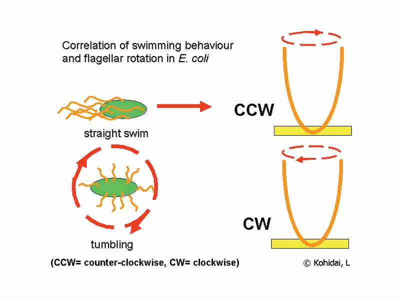 Correlation of swimming behavior and flagellar rotation in E. coli