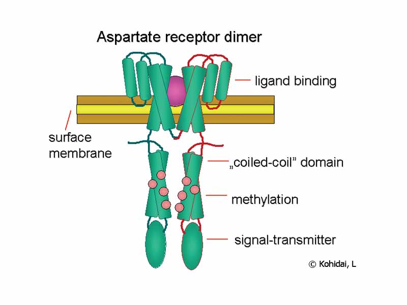 Aspartate receptor important for chemotaxis in E. coli 