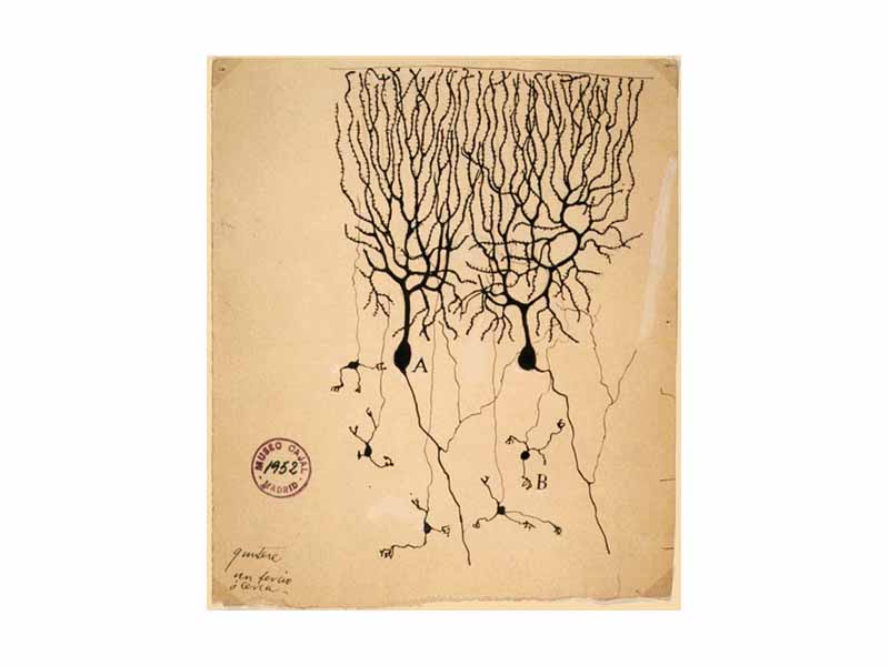 Drawing of Purkinje cells (A) and granule cells (B) from pigeon cerebellum by Santiago Ramón y Cajal, 1899.