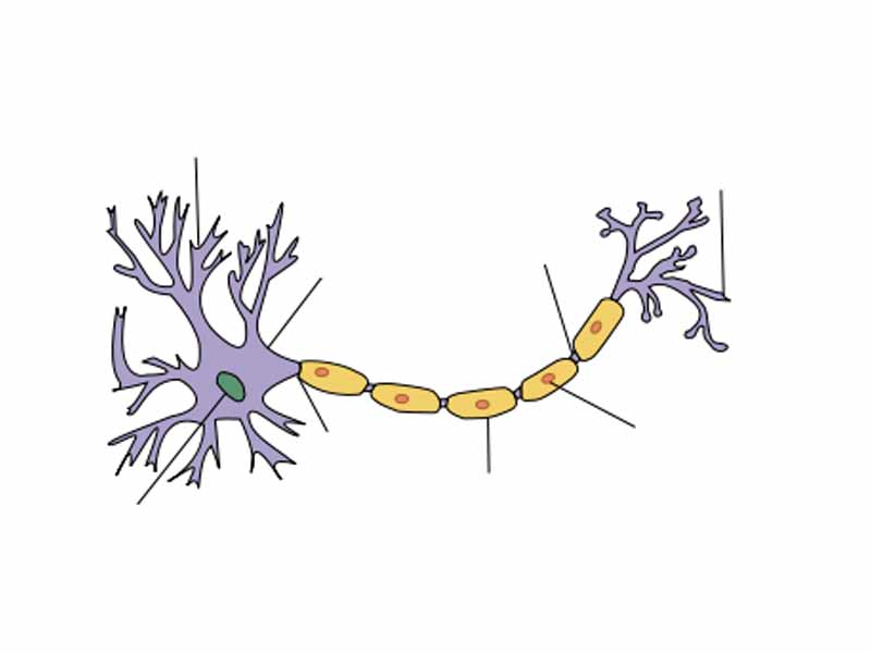 Structure of a typical neuron