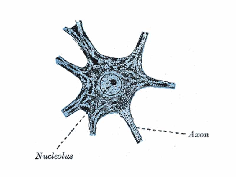 Motor nerve cell from ventral horn of medulla spinalis of rabbit. The angular and spindle-shaped Nissl bodies are well shown.