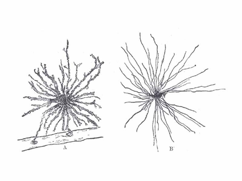 Neuroglia of the brain shown by Golgi's method