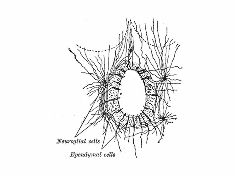 Section of central canal of medulla spinalis, showing ependymal and neuroglial cells.