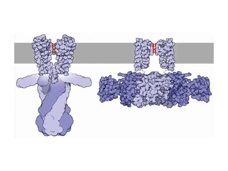 Bacterial potassium channels shut (left, PDB 1k4c) and open (right, 1lnq). They can sense voltage differences across membrane, then change conformation. 