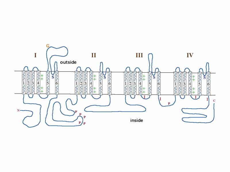 Diagram of a voltage-sensitive sodium channel ?-subunit. G - glycosylation, P - phosphorylation, S - ion selectivity, I - inactivation, positive (+) charges in S4 are important for transmembrane voltage sensing.