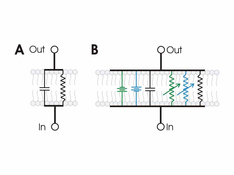 A. A basic RC circuit superimposed on an image of a membrane bilayer shows the relationship between the two. B. More elaborate circuits can be used to model membranes containing ion channels, such as this one containing at channels for sodium (blue) and potassium (green).