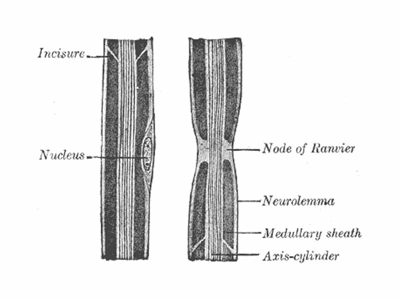 Diagram of longitudinal sections of medullated nerve fibers showing nodes of Ranvier.