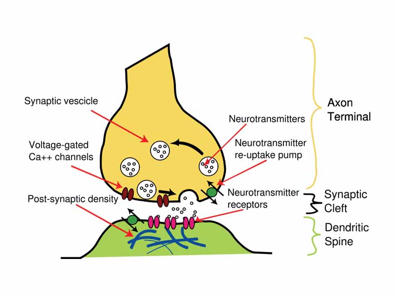 Illustration of the major elements in a prototypical synapse. Synapses allow nerve cells to communicate with one another through axons and dendrites, converting electrical impulses into chemical signals.
