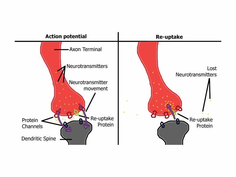 A synapse before and during re-uptake. Note that some neurotransmitters are lost and not reabsorbed.