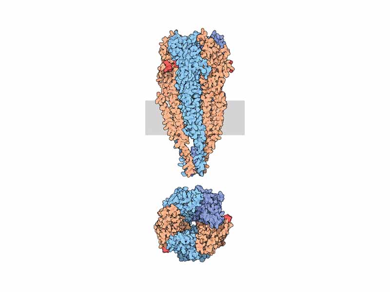 Acetylcholine receptor (nicotinic) from electric torpedo rays (very similar to human receptor) is made of 5 subunit, 2 of which (shown in orange) binds to ACh (red) (PDB code: 2bg9)